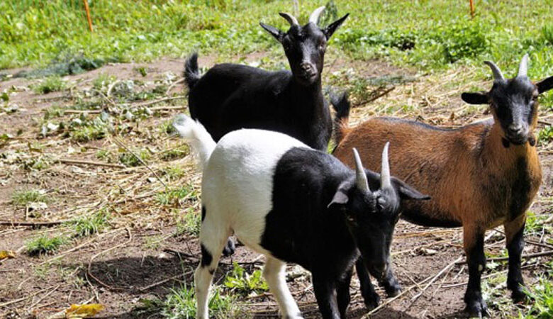 Goat Farming through CNI