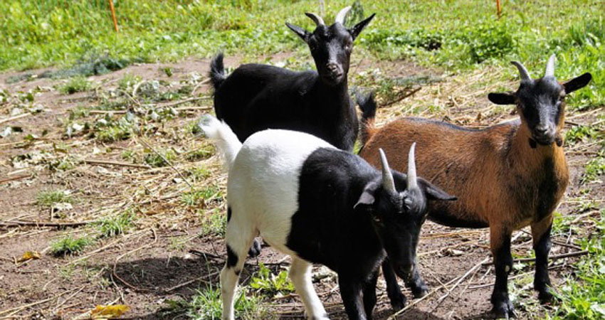 Goat Farming through CNI