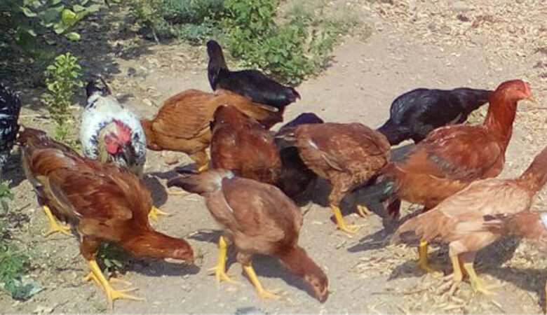Chicken Farming through CNI